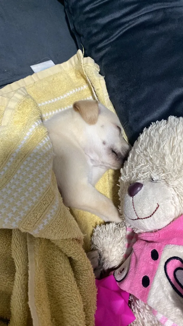 Cachorro raça SRD-ViraLata idade Abaixo de 2 meses nome Amora