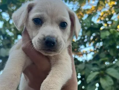 Cachorro raça SRD-ViraLata idade Abaixo de 2 meses nome Amora