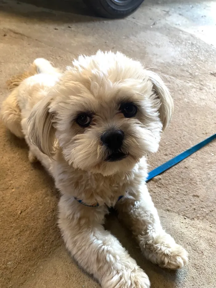 Cachorro raça Lhasa Apso idade 2 anos nome Sansão