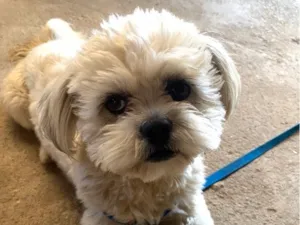 Cachorro raça Lhasa Apso idade 2 anos nome Sansão