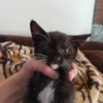 Miau