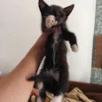 Miau