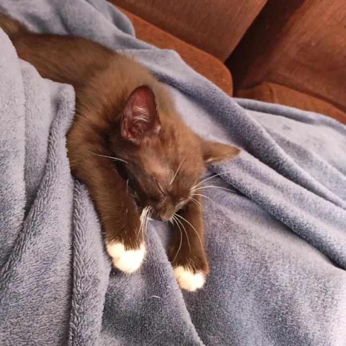 Gato raça SRD-ViraLata idade 2 a 6 meses nome Miau