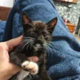 Miau