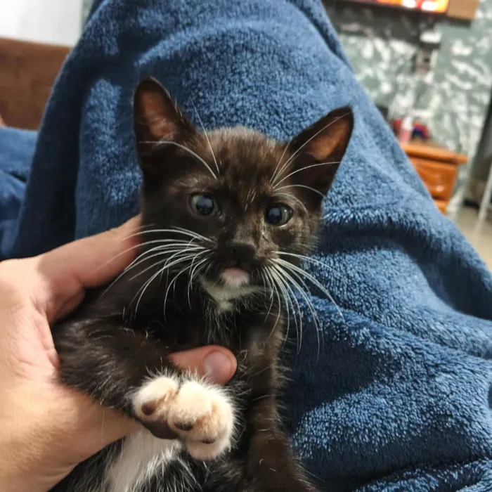 Gato raça SRD-ViraLata idade 2 a 6 meses nome Miau