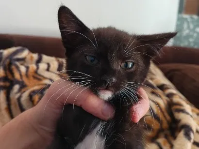 Gato raça SRD-ViraLata idade 2 a 6 meses nome Miau