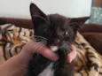Miau