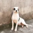 Cronos