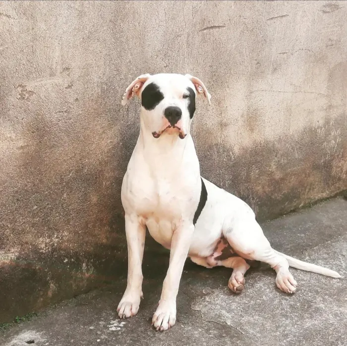 Cachorro raça SRD-ViraLata idade 5 anos nome Cronos