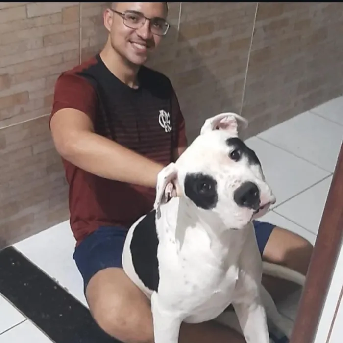 Cachorro raça SRD-ViraLata idade 5 anos nome Cronos