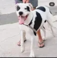 Cronos