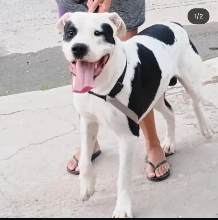 Cachorro raça SRD-ViraLata idade 5 anos nome Cronos