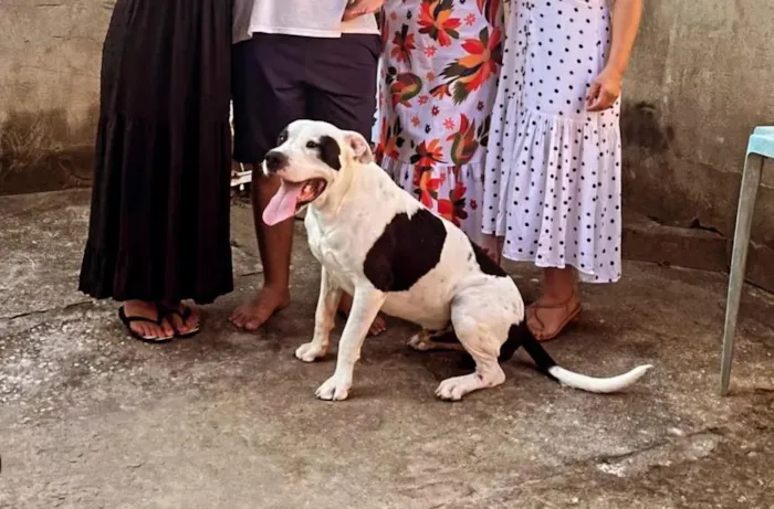 Cachorro raça SRD-ViraLata idade 5 anos nome Cronos