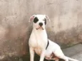Cronos