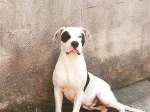Cachorro raça SRD-ViraLata idade 5 anos nome Cronos