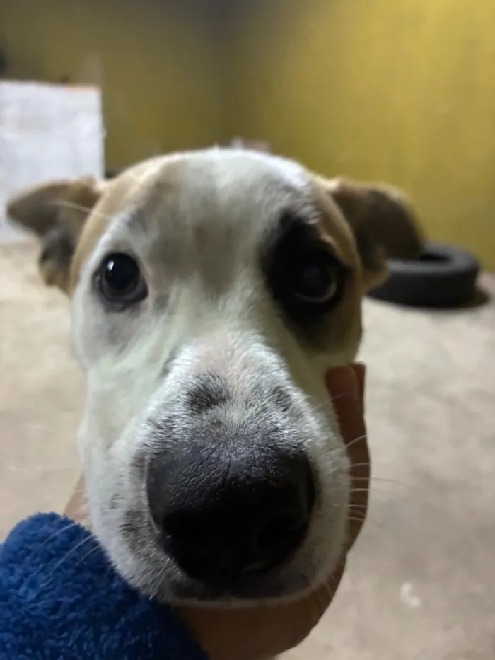 Cachorro raça SRD-ViraLata idade 7 a 11 meses nome Frederico