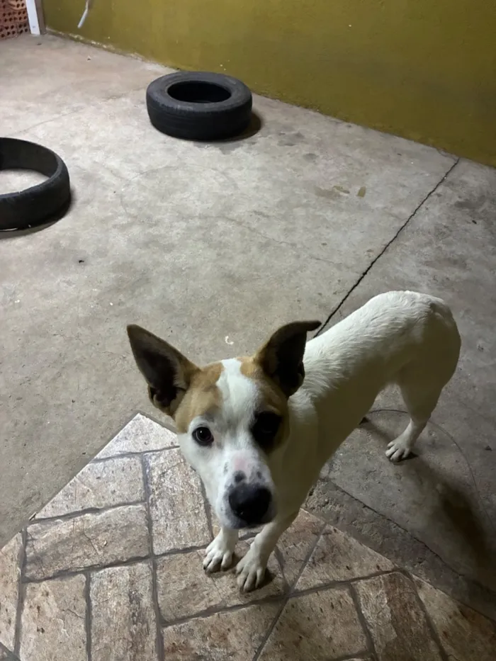 Cachorro raça SRD-ViraLata idade 7 a 11 meses nome Frederico