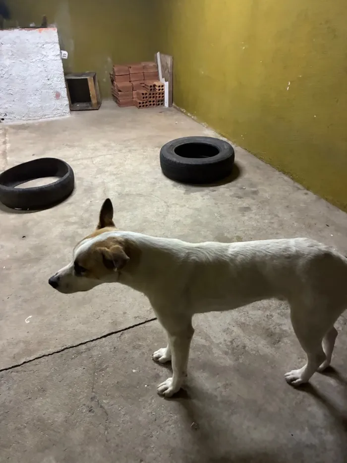 Cachorro raça SRD-ViraLata idade 7 a 11 meses nome Frederico