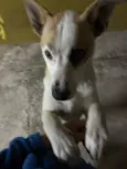 Frederico