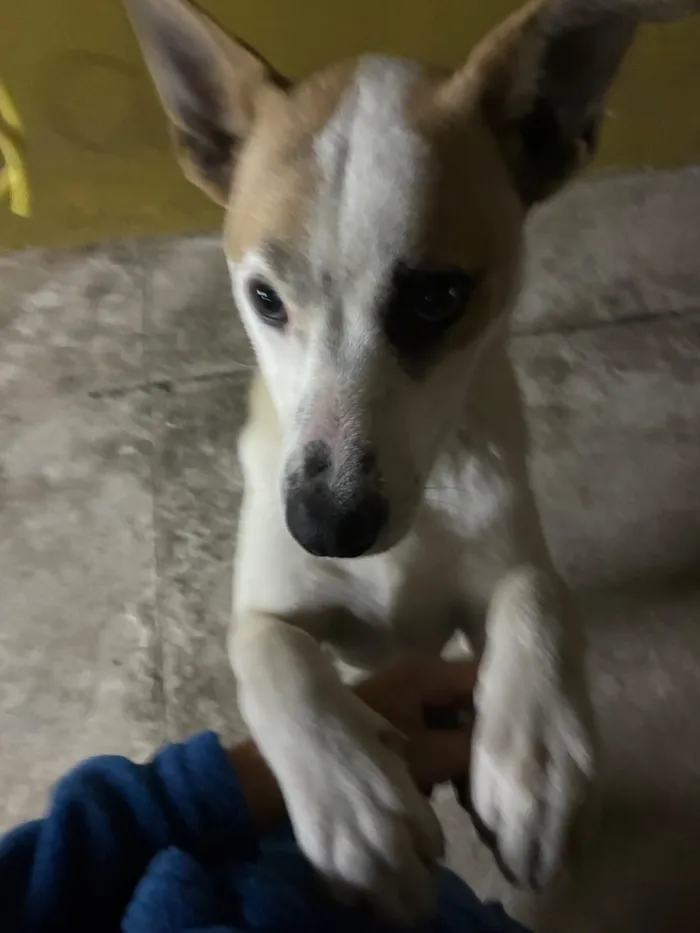 Cachorro raça SRD-ViraLata idade 7 a 11 meses nome Frederico