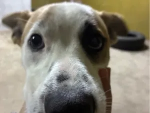 Cachorro raça SRD-ViraLata idade 7 a 11 meses nome Frederico