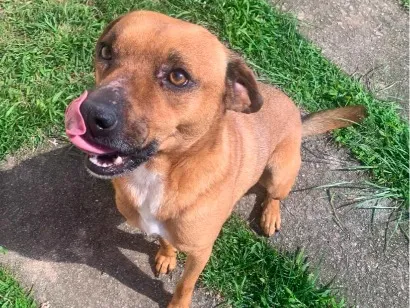 Cachorro raça SRD-ViraLata idade 5 anos nome Caramelo