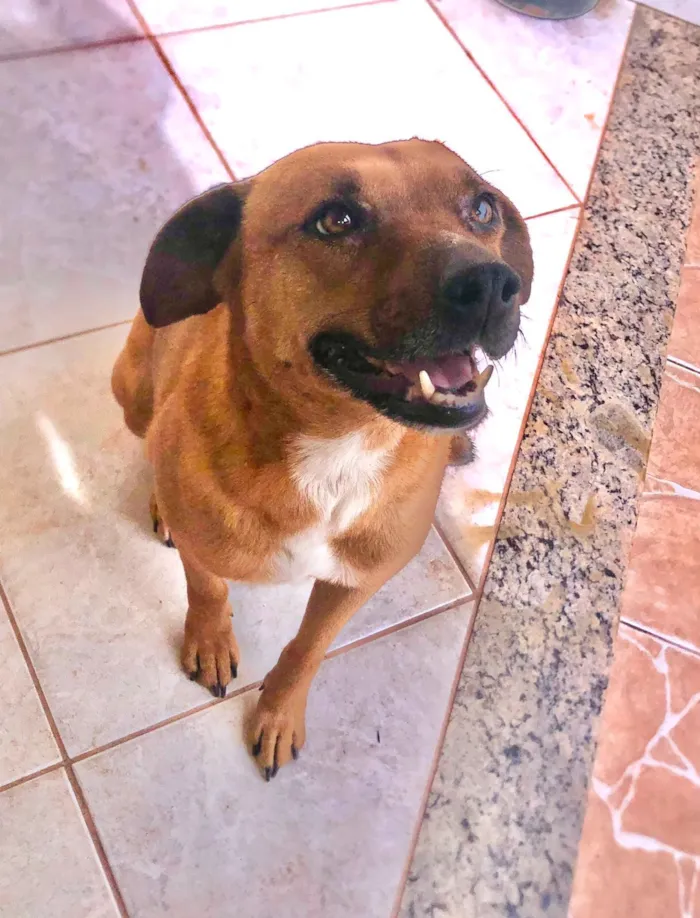 Cachorro raça SRD-ViraLata idade 5 anos nome Caramelo
