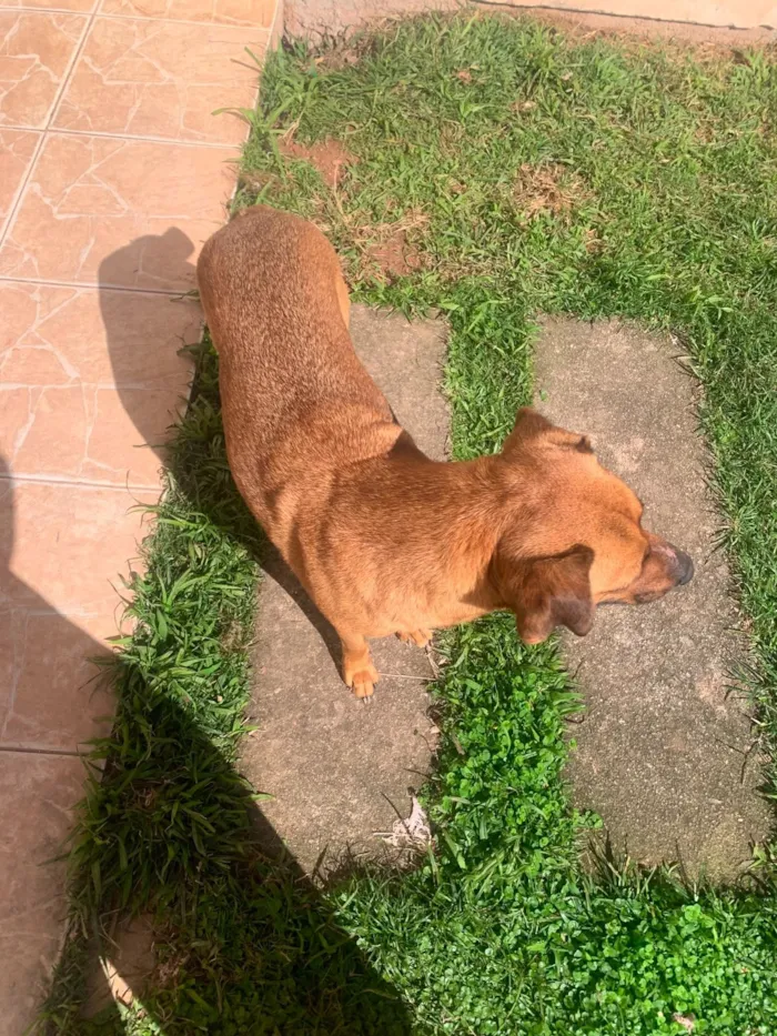 Cachorro raça SRD-ViraLata idade 5 anos nome Caramelo