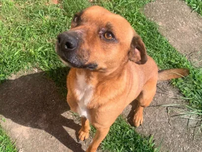 Cachorro raça SRD-ViraLata idade 5 anos nome Caramelo
