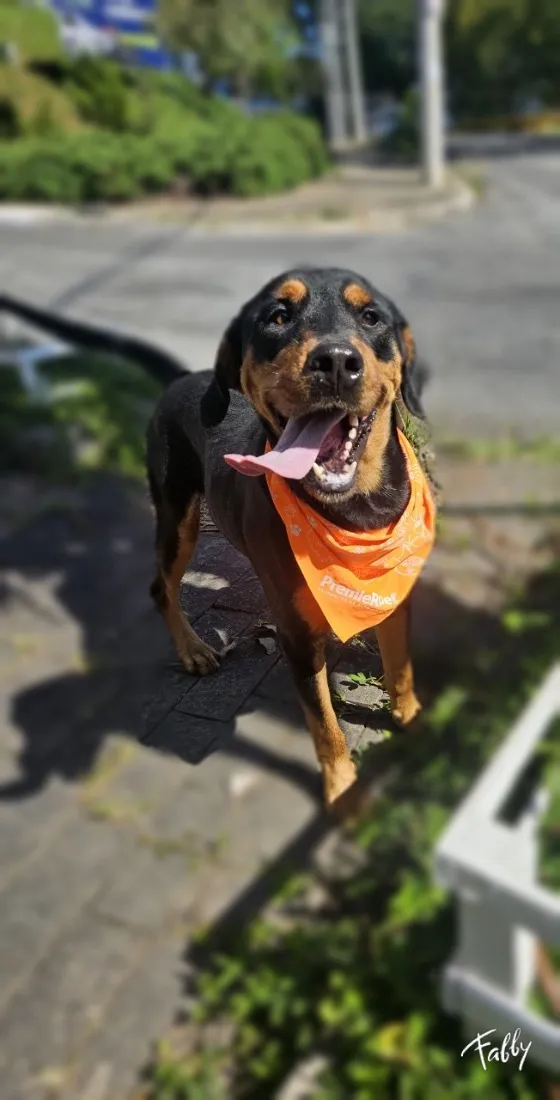 Cachorro raça SRD-ViraLata idade 1 ano nome Thor