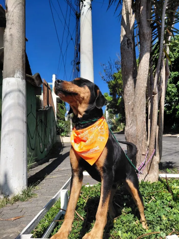 Cachorro raça SRD-ViraLata idade 1 ano nome Thor