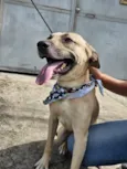 Bruce
