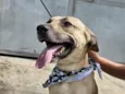 Bruce