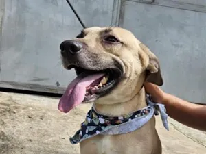 Cachorro raça SRD-ViraLata idade 2 anos nome Bruce