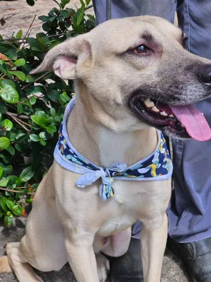 Cachorro raça SRD-ViraLata idade 2 anos nome Bruce