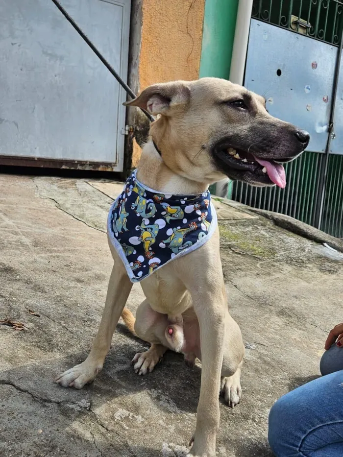 Cachorro raça SRD-ViraLata idade 2 anos nome Bruce