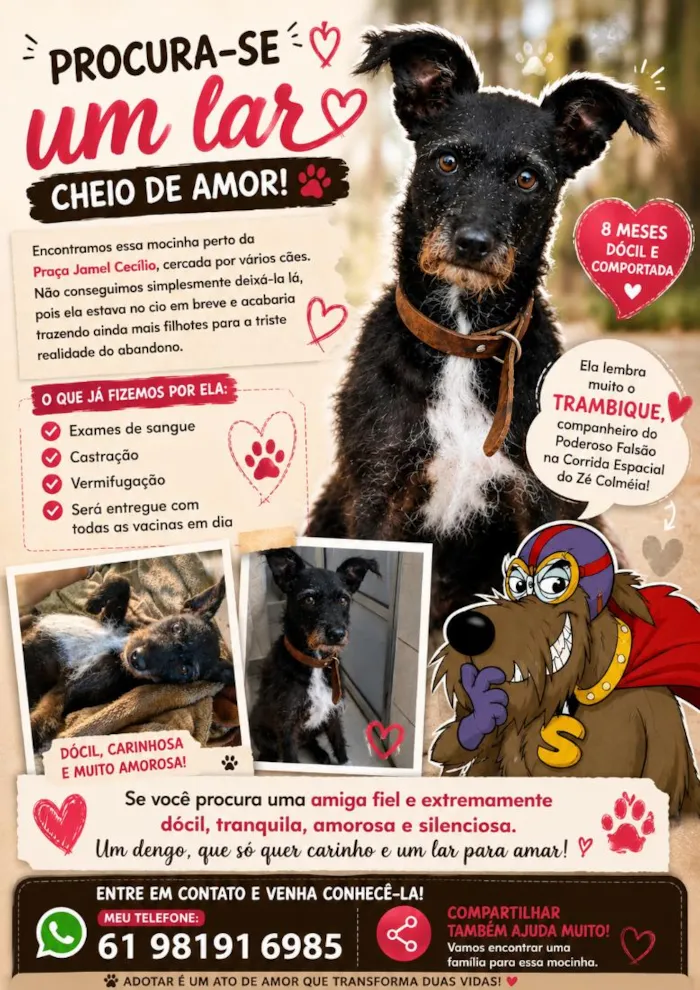 Cachorro raça SRD-ViraLata idade 7 a 11 meses nome Estopinha
