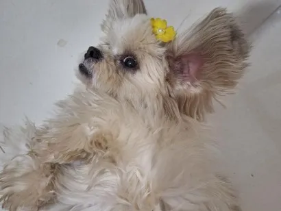 Cachorro raça Shitzu idade 6 ou mais anos nome Amora