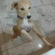 Nina