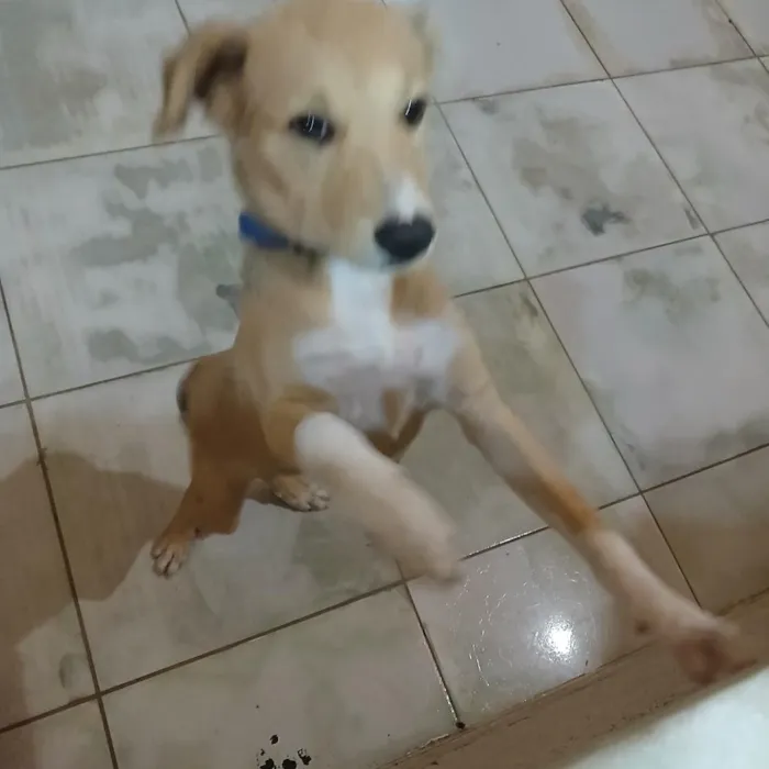 Cachorro raça SRD-ViraLata idade 7 a 11 meses nome Nina