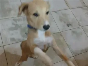 Cachorro raça SRD-ViraLata idade 7 a 11 meses nome Nina