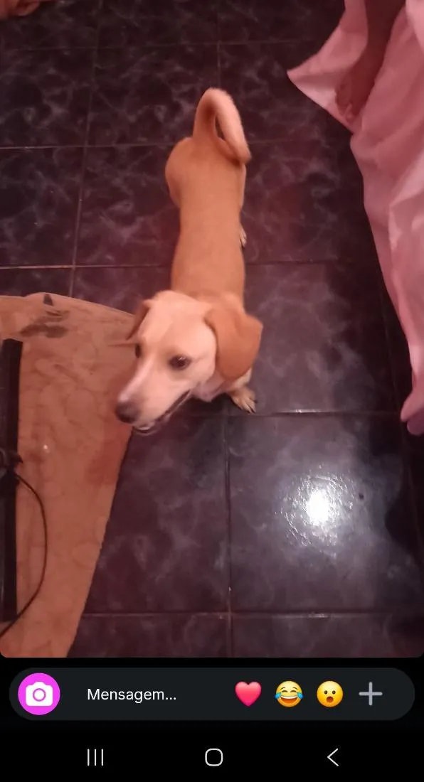 Cachorro raça SRD-ViraLata idade 1 ano nome Sansão 