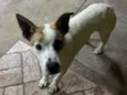 Frederico