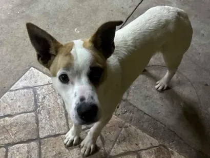 Cachorro raça SRD-ViraLata idade 7 a 11 meses nome Frederico