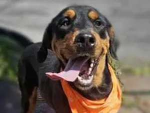 Cachorro raça SRD-ViraLata idade 1 ano nome Thor