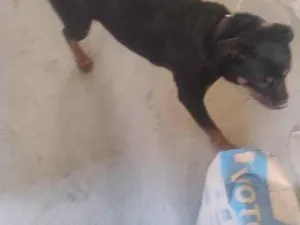 Cachorro raça Rottweiler idade 7 a 11 meses nome lara