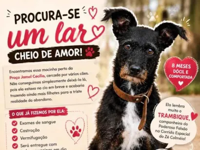Cachorro raça SRD-ViraLata idade 7 a 11 meses nome Estopinha