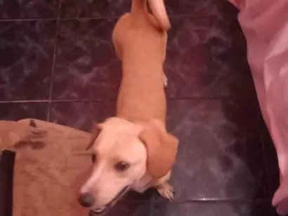 Cachorro raça SRD-ViraLata idade 1 ano nome Sansão 