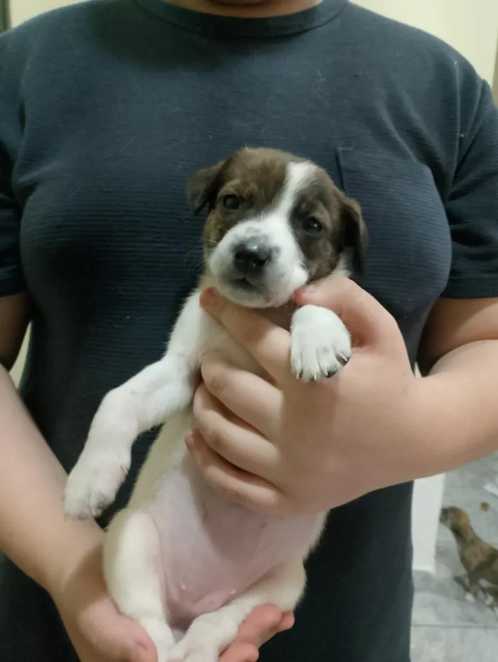 Cachorro raça SRD-ViraLata idade Abaixo de 2 meses nome Meredith