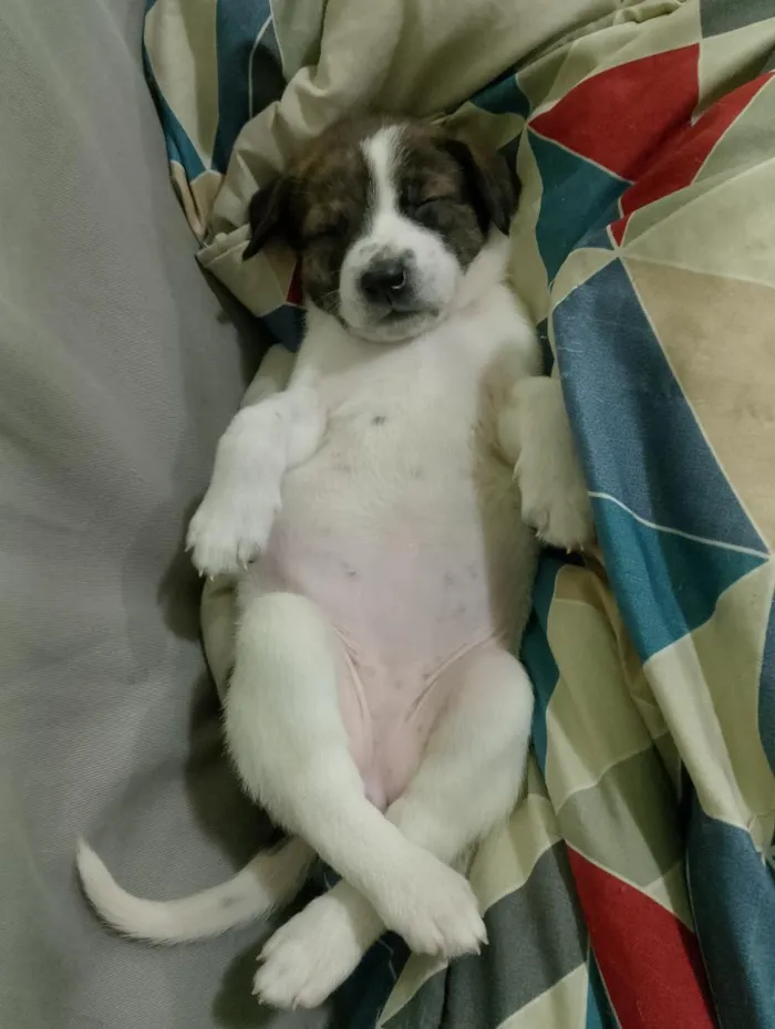Cachorro raça SRD-ViraLata idade Abaixo de 2 meses nome Meredith